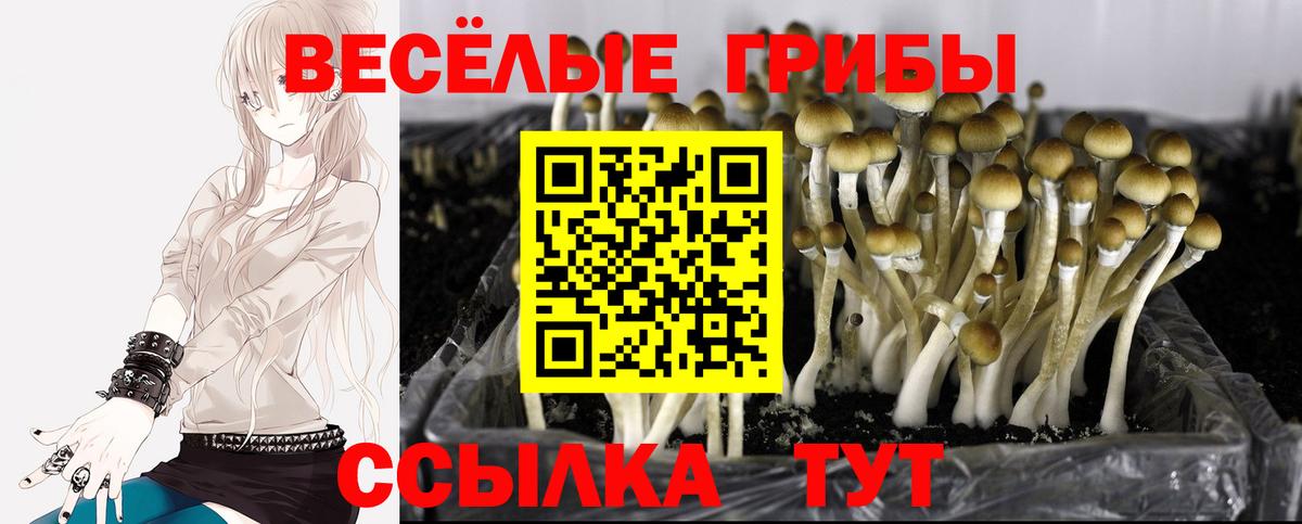 Фрязино  Псилоцибиновые грибы прущие грибы  Галлюциногенные грибы Psilocybe  Вход с VPN 